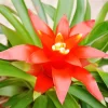 Orange Bromeliad Diamond Painting