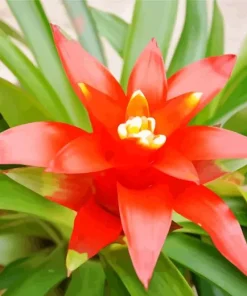 Orange Bromeliad Diamond Painting